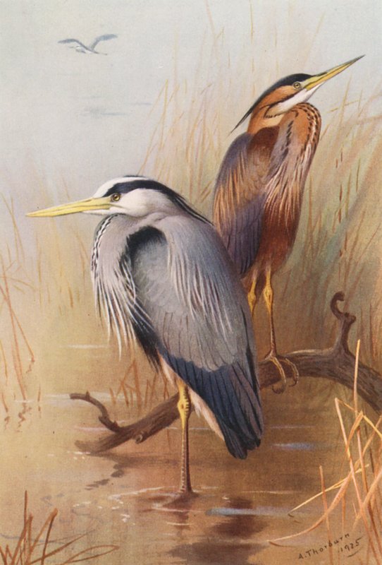  by Archibald Thorburn