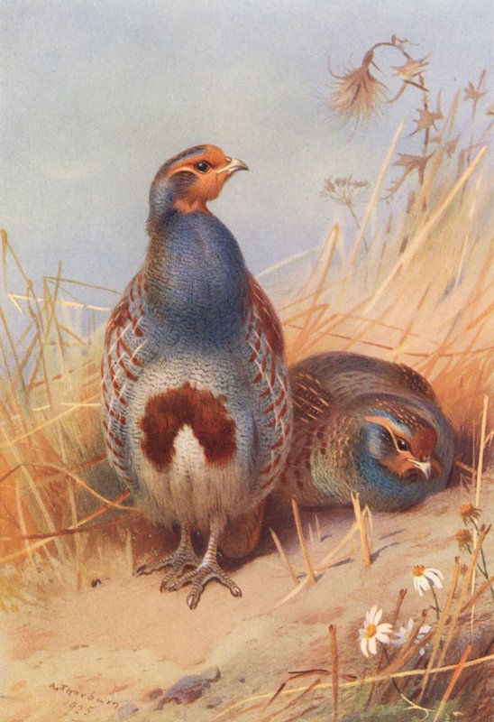  by Archibald Thorburn