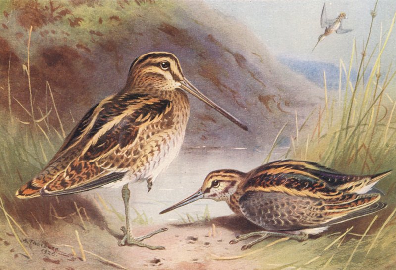  by Archibald Thorburn