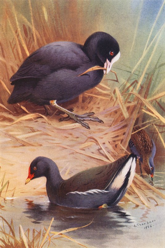  by Archibald Thorburn