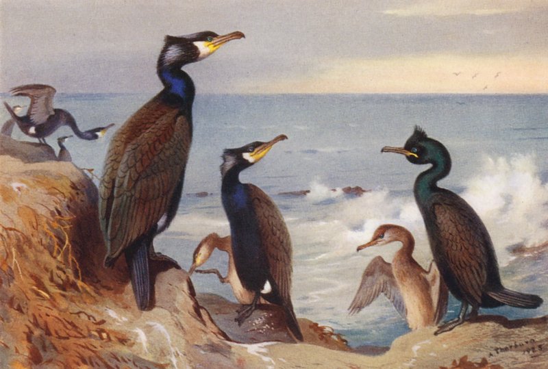 Karabatak (yetişkin ve olgunlaşmamış), Kartal (yetişkin ve olgunlaşmamış) (renkli lito) by Archibald Thorburn
