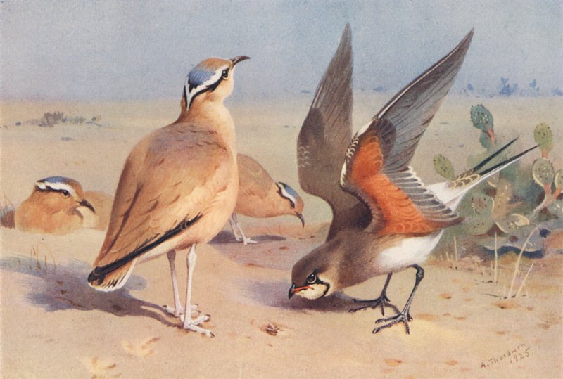  by Archibald Thorburn