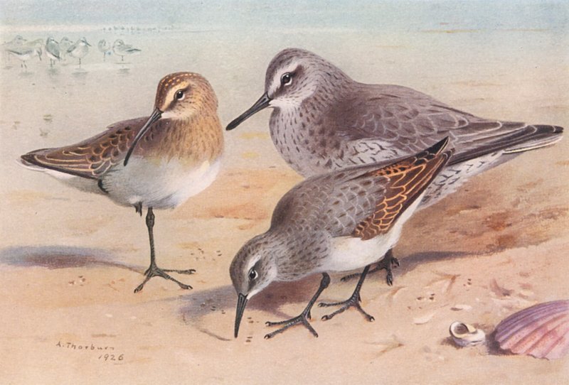  by Archibald Thorburn
