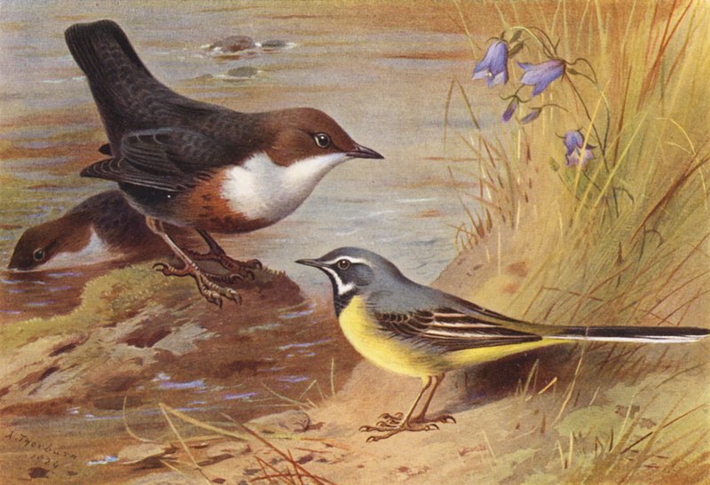  by Archibald Thorburn