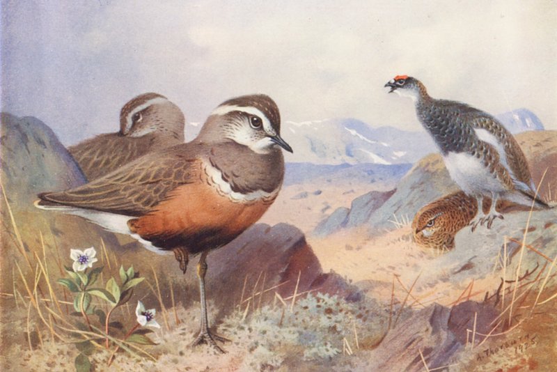  by Archibald Thorburn
