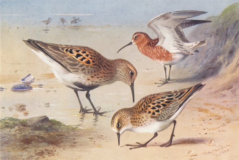  by Archibald Thorburn