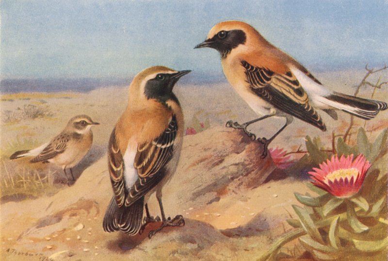  by Archibald Thorburn