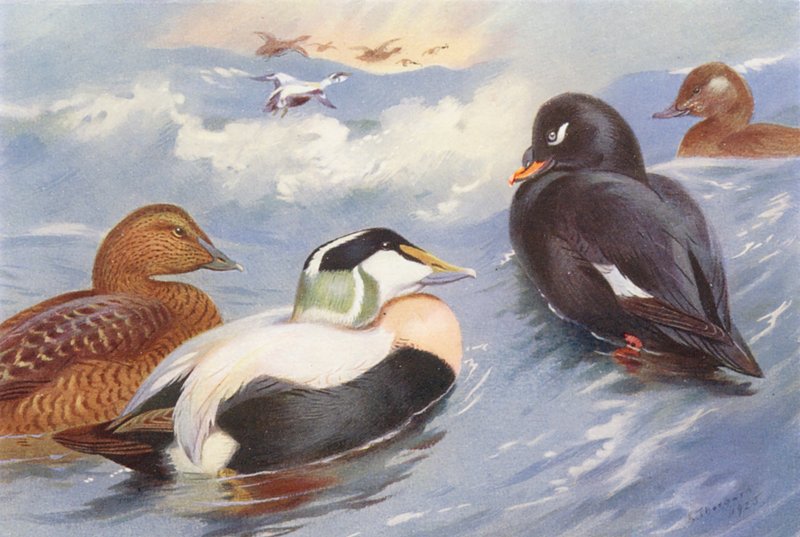  by Archibald Thorburn