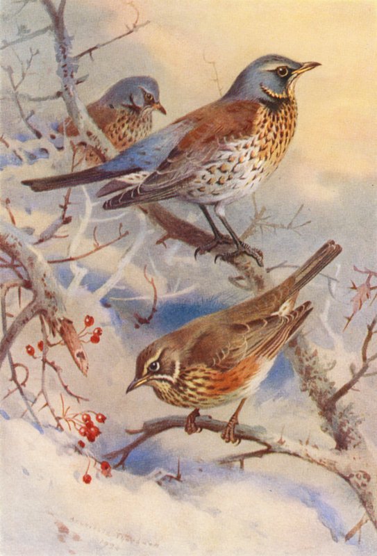  by Archibald Thorburn