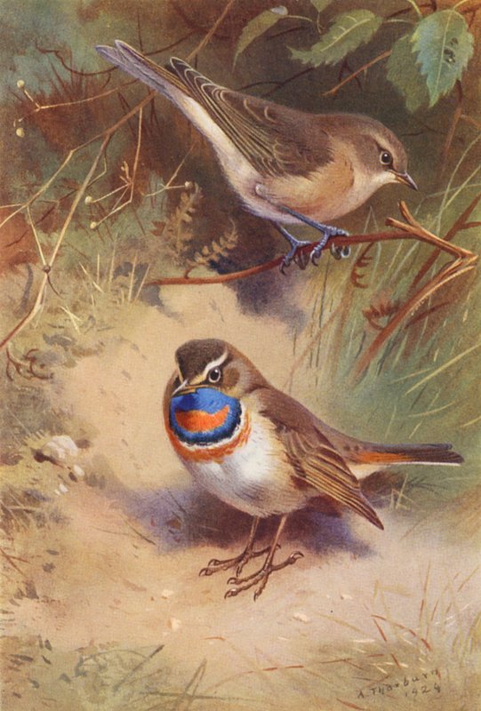  by Archibald Thorburn