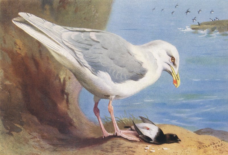  by Archibald Thorburn