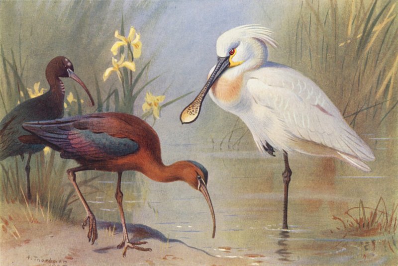  by Archibald Thorburn