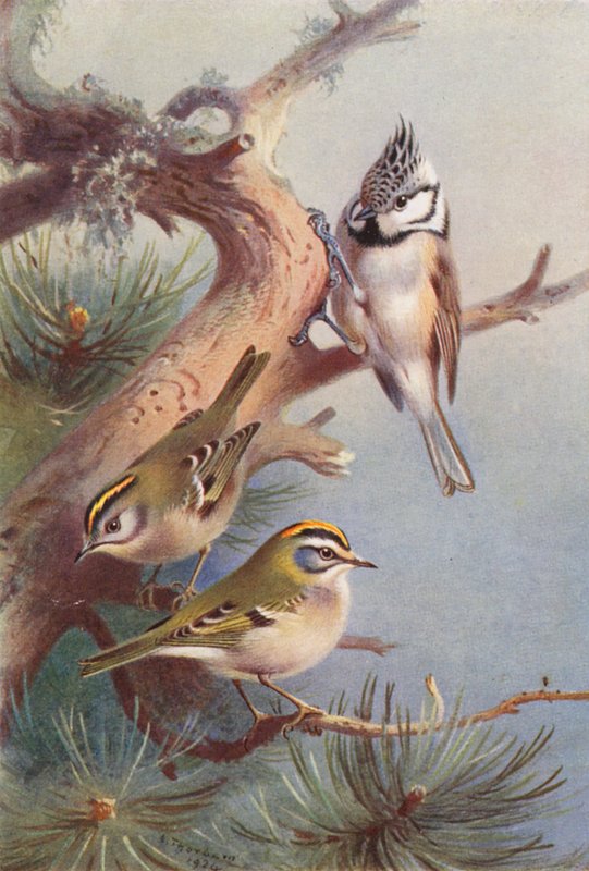  by Archibald Thorburn