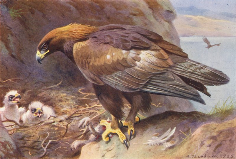  by Archibald Thorburn