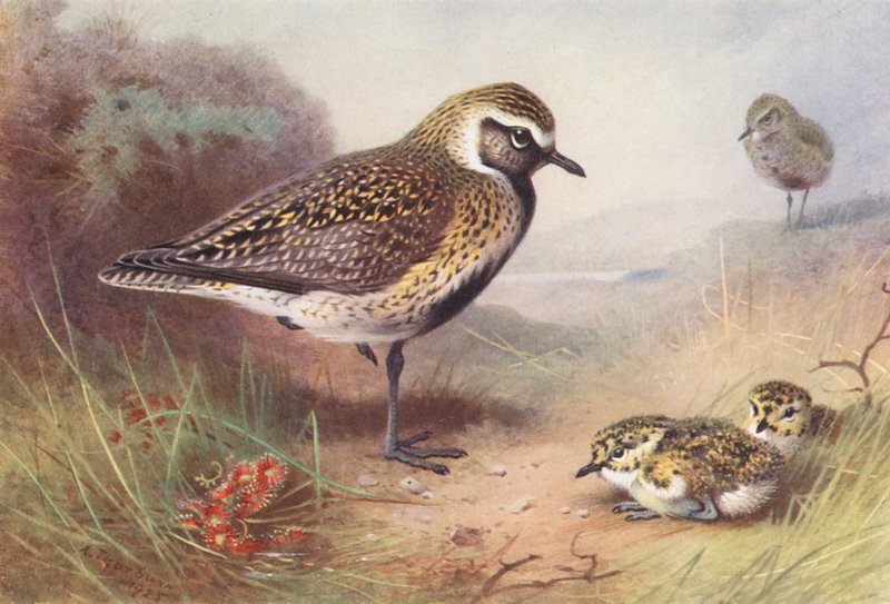 Altın yağmurcun (yaz) (renkli lito) by Archibald Thorburn