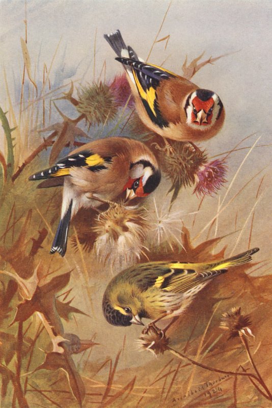  by Archibald Thorburn