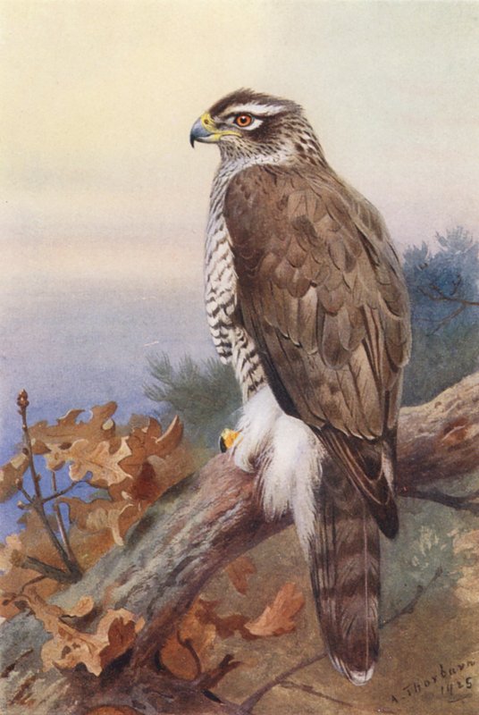  by Archibald Thorburn