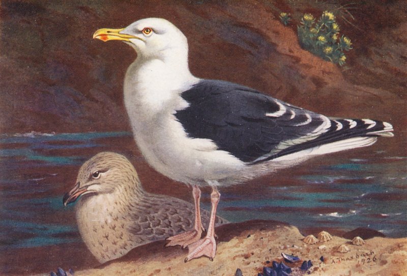 Büyük Kara Sırtlı Martı (yetişkin ve yavru) (renkli lito) by Archibald Thorburn