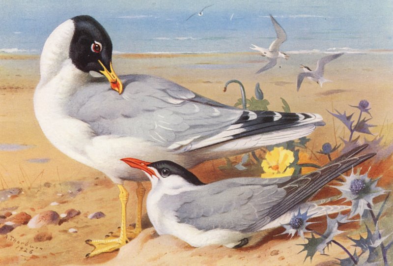 Büyük Kara Başlı Martı, Hazar Sumrusu (renkli lito) by Archibald Thorburn