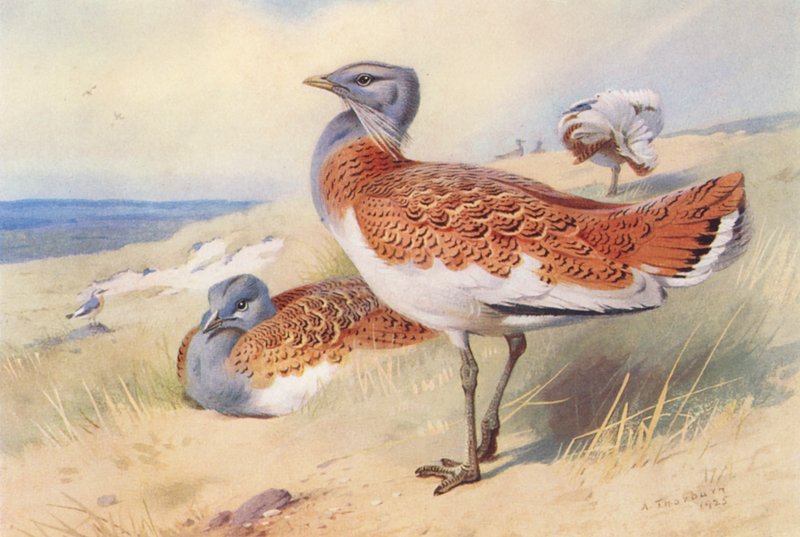 Büyük Bustard (erkek ve dişi) (renkli lito) by Archibald Thorburn