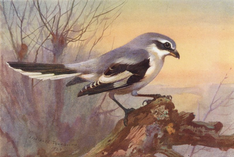  by Archibald Thorburn