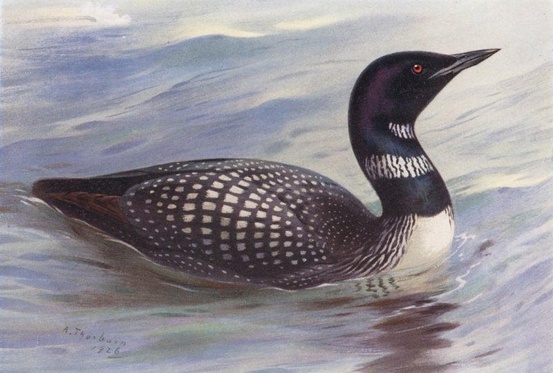  by Archibald Thorburn