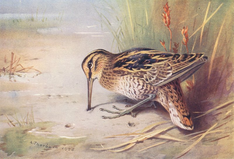  by Archibald Thorburn