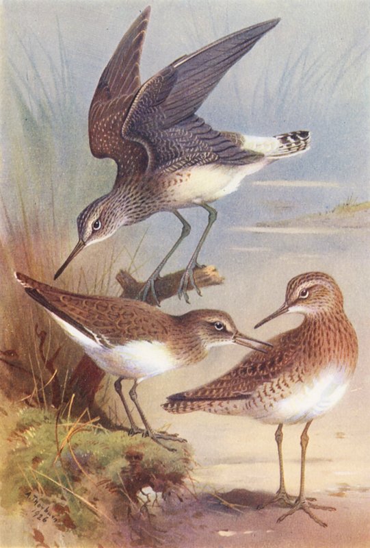  by Archibald Thorburn