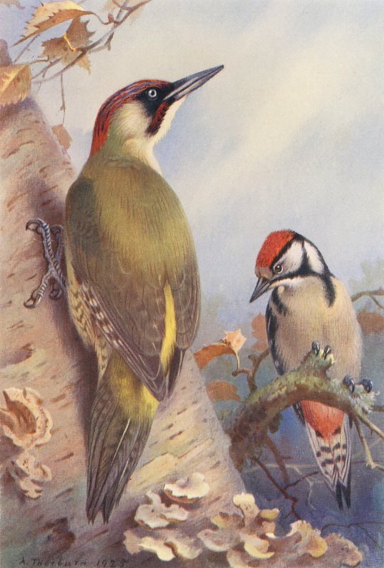  by Archibald Thorburn