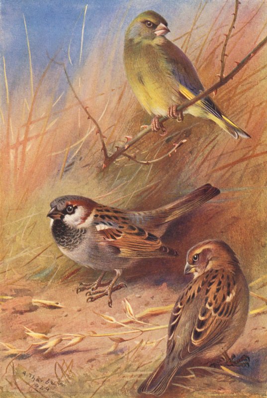  by Archibald Thorburn