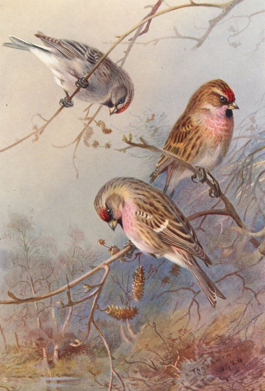  by Archibald Thorburn