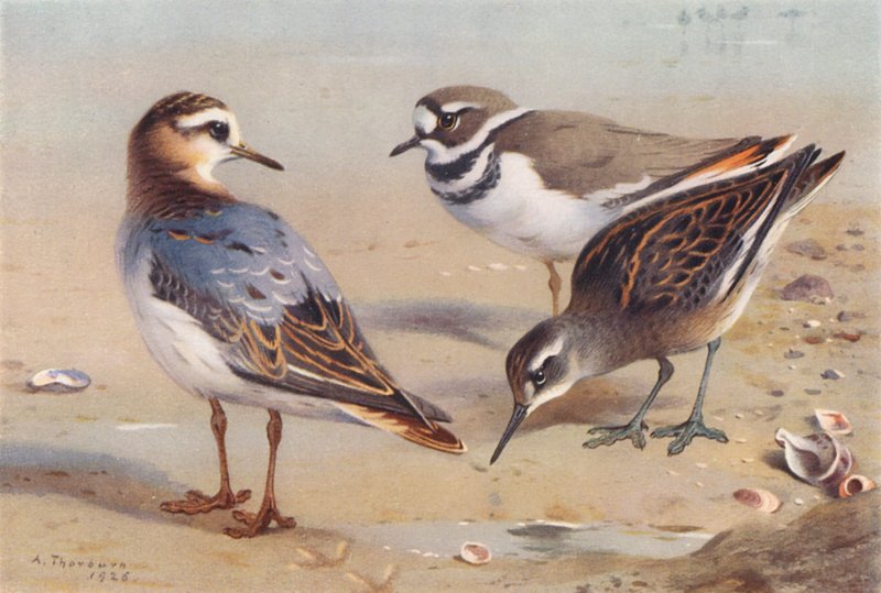 Gri Phalarope (sonbahar), Killdeer Plover, Kırmızı Boyunlu Phalarope (olgunlaşmamış) (renkli lito) by Archibald Thorburn