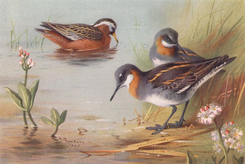  by Archibald Thorburn