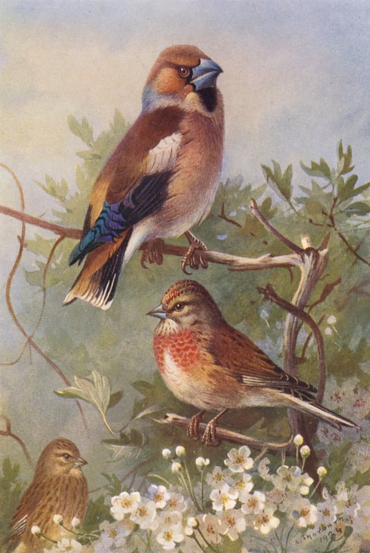  by Archibald Thorburn