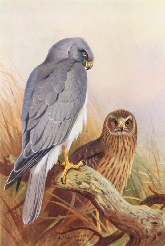  by Archibald Thorburn