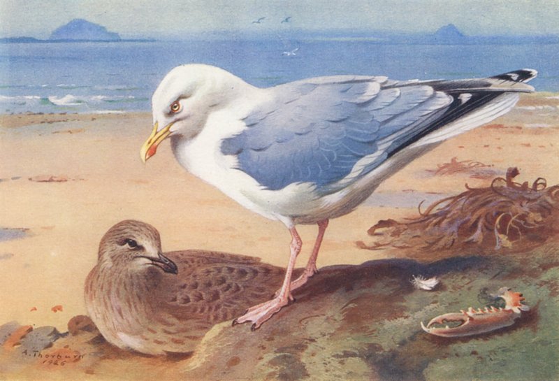  by Archibald Thorburn