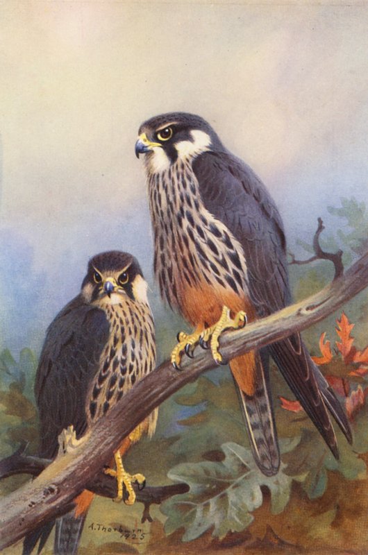  by Archibald Thorburn