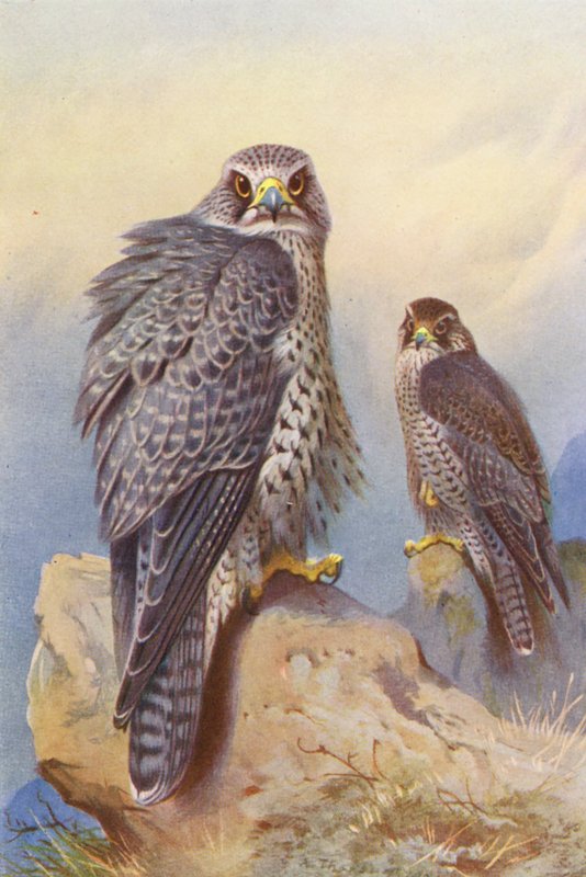 by Archibald Thorburn