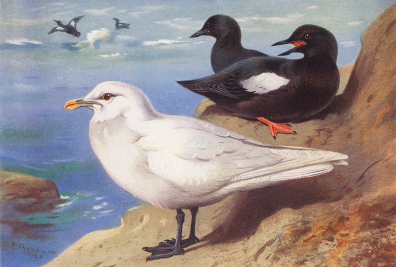  by Archibald Thorburn