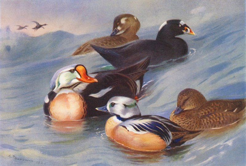  by Archibald Thorburn