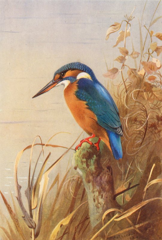  by Archibald Thorburn