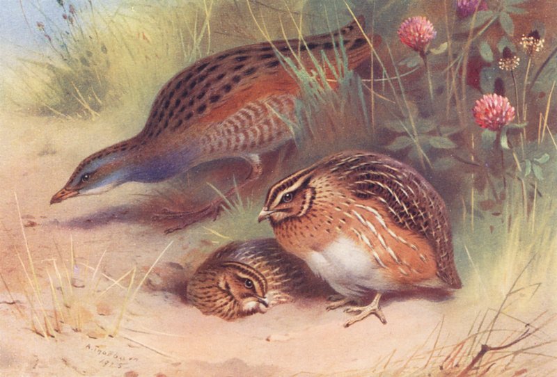  by Archibald Thorburn