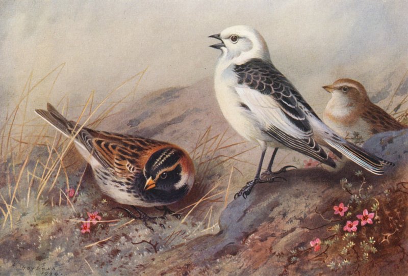  by Archibald Thorburn