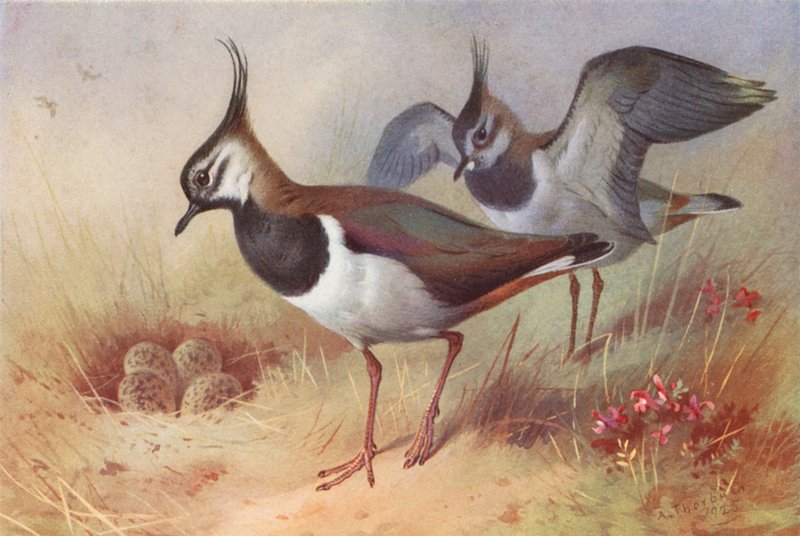  by Archibald Thorburn