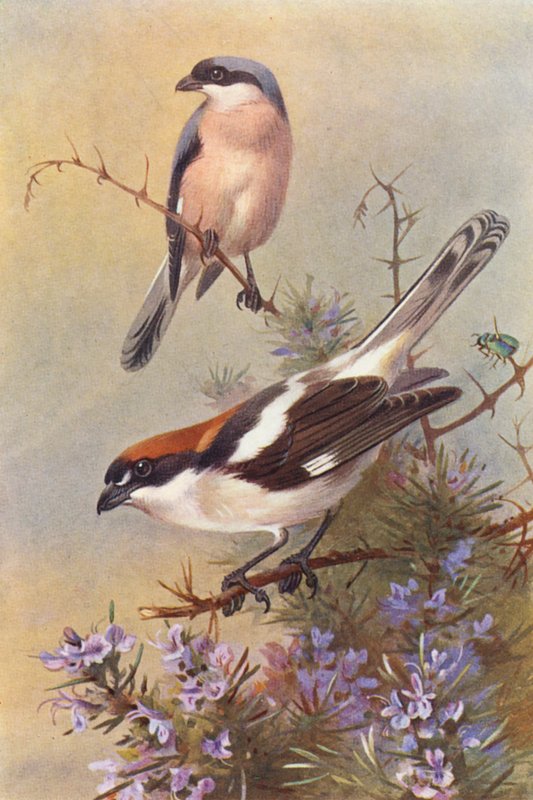  by Archibald Thorburn