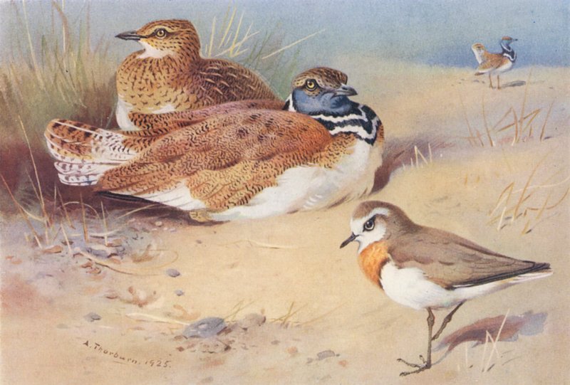  by Archibald Thorburn
