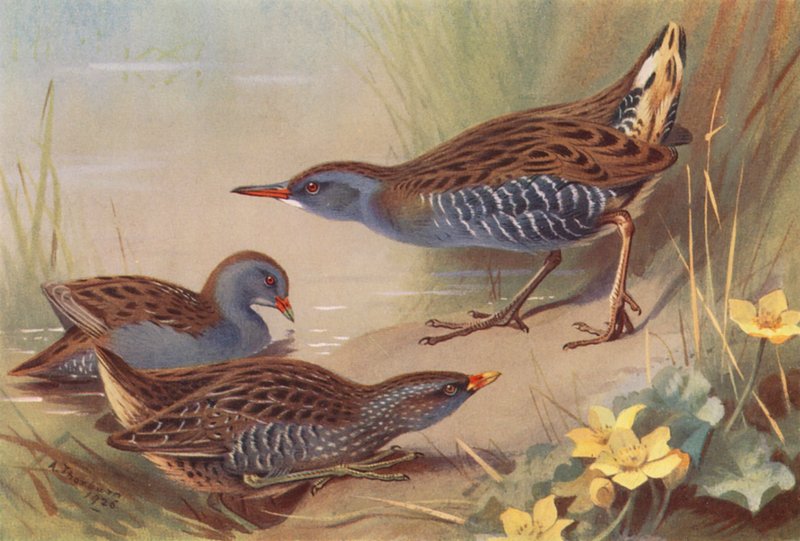  by Archibald Thorburn