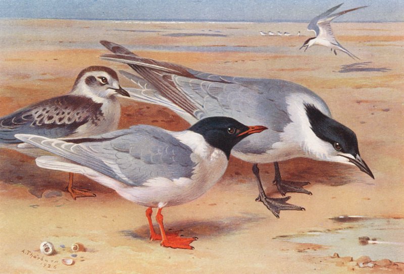  by Archibald Thorburn
