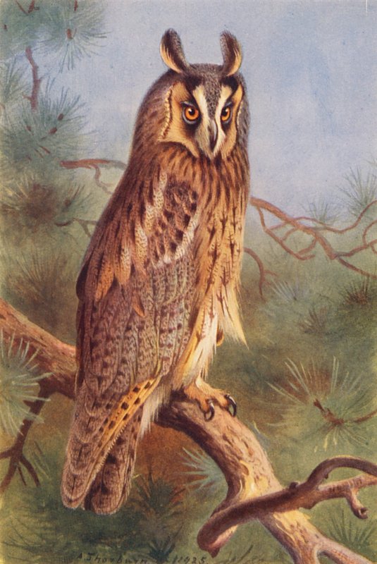  by Archibald Thorburn