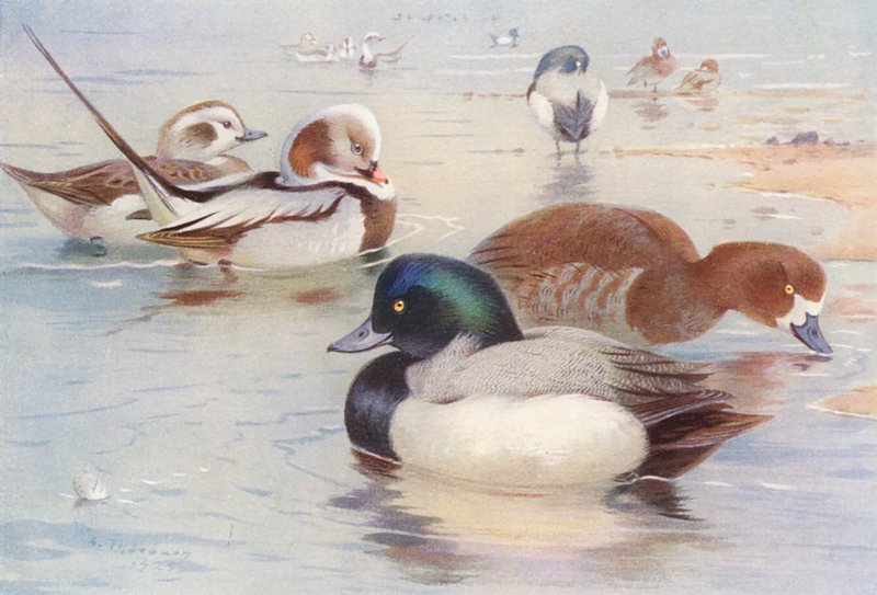  by Archibald Thorburn